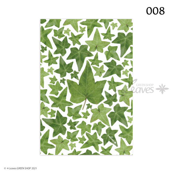 008 星の葉 植物ポストカード 【日本郵便クリックポスト対応：可/1通40枚まで】ヘデラ アイビー ツタ 2枚目の画像