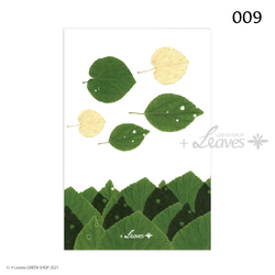 009 海と魚　桂（カツラ） 植物ポストカード 【日本郵便クリックポスト対応：可/1通40枚まで】 2枚目の画像