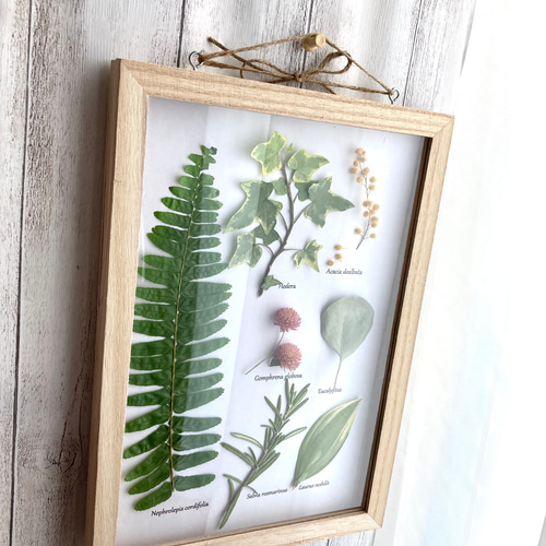 扉付き植物標本タマシダなど素敵な草花たち・:*+.壁掛けナチュラル