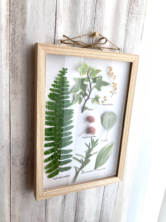 扉付き植物標本タマシダなど素敵な草花たち・:*+.壁掛けナチュラル