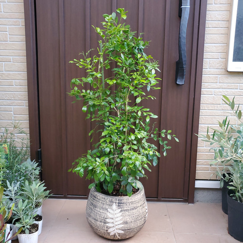 シルクジャスミン ゲッキツ 大きめ♪お洒落鉢植え 苗 シンボルツリー