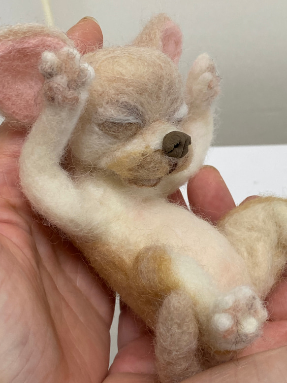 チワワ 寝姿 ベージュ 羊毛フェルト Wool Whisper 通販 14211292