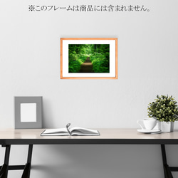 【A4、A3可能】初夏の緑の森の道。アートポスター北海道風景写真 3枚目の画像