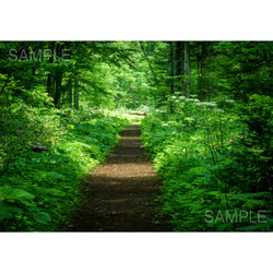 【A4、A3可能】初夏の緑の森の道。アートポスター北海道風景写真 1枚目の画像