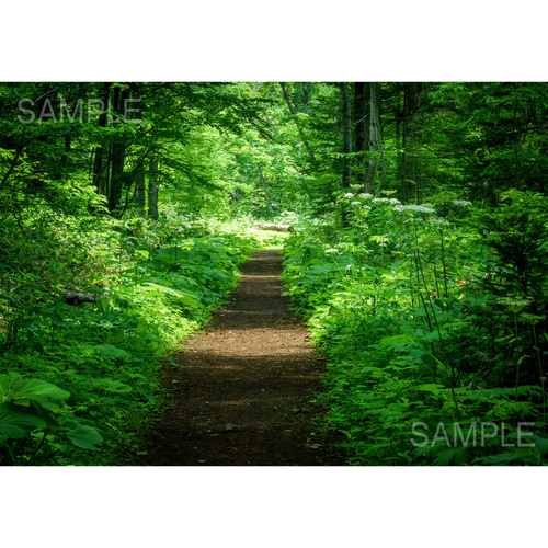 【オーダー用】北海道の風景写真 入荷now 安全 オーダー用】北海道の風景写真 芸術写真 - 芸術写真