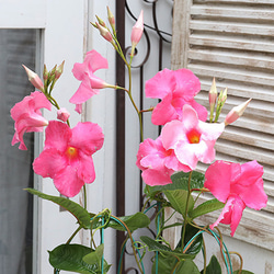 23990e17e59559b04cd997e53667d2