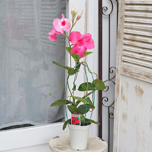 鉢花 マンデビラ ローズジャイアント 4号 ピンク つる性 大輪 夏の花