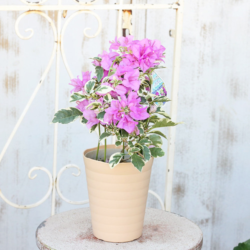 花木 ブーゲンビリア サンデリアーナパープル 4.5号 夏の花 よく咲く