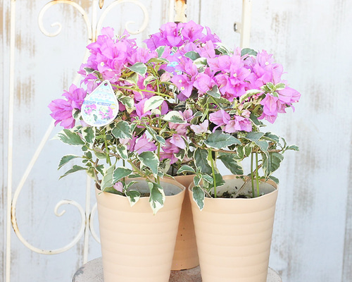 ブーゲンビリア希少 No877 3～4種類の花が咲きます‼️接ぎ木です