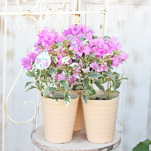 ブーゲンビリア② ブーゲンビリア 中型 紫花 陶器鉢 鉢植えの花 ブーゲンビリア・紫陽花