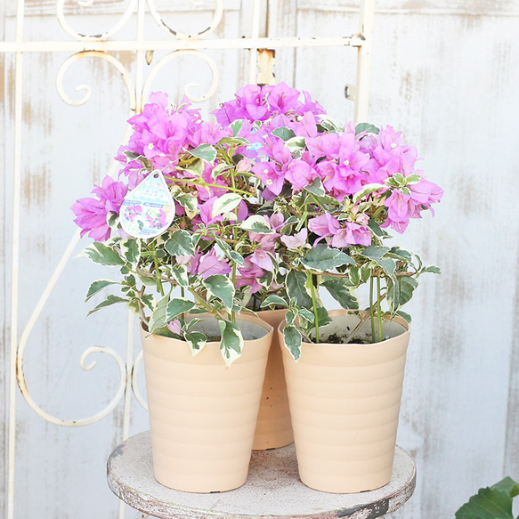 花木 ブーゲンビリア サンデリアーナパープル 4.5号 夏の花 よく咲く