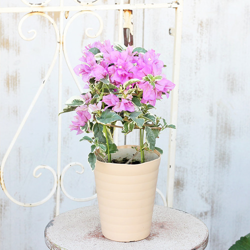 花木 ブーゲンビリア サンデリアーナパープル 4.5号 夏の花 よく咲く