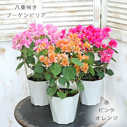 再入荷花木苗 ブーゲンビリア 八重咲き 赤・ピンク・オレンジ 5号 夏の