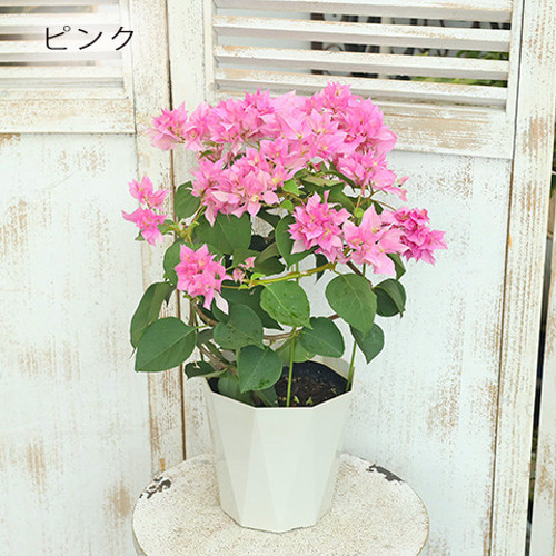 珍品　ブーゲンビレア　苗　限定品！　ブーゲンビリア　観葉植物　花木 ブーゲンビレア ブーゲンビリア 苗 花木 観葉植物 XL - メルカリ