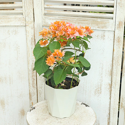 珍品　ブーゲンビレア　苗　限定品！　ブーゲンビリア　観葉植物　花木 ブーゲンビレア ブーゲンビリア 苗 花木 観葉植物 XL - メルカリ