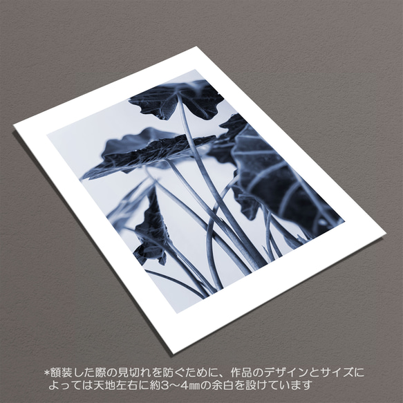☆インテリアフォトポスター -Alocasia-【412】 6枚目の画像