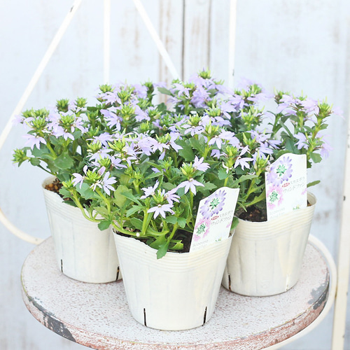 花苗 栄養系 スカエボラ ウィンドファン ブルー ホワイト 3.5号ポット