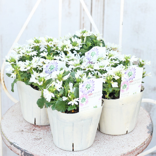 裏白　エディブルフラワー　飾り葉 沖縄県八重瀬町の植物工場 エディブルフラワー栽培・栽培装置販売｜與