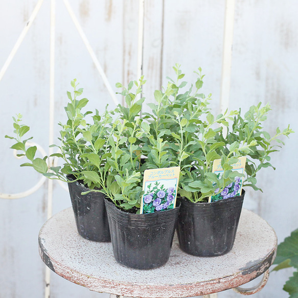 花苗 コンボルブルス ブルーカーペット 3号 多年草 這性 グランド