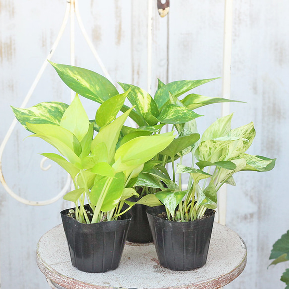 観葉植物 ポトス ライム テルノファンファーレ ゴールデンポトス 3号