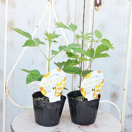 再販花苗木 ビービーツリー イヌゴシュユ 3号 ミツバチの木 庭木 植木
