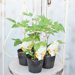 8dd2ffe9dc3b836c93bd53e925afc3