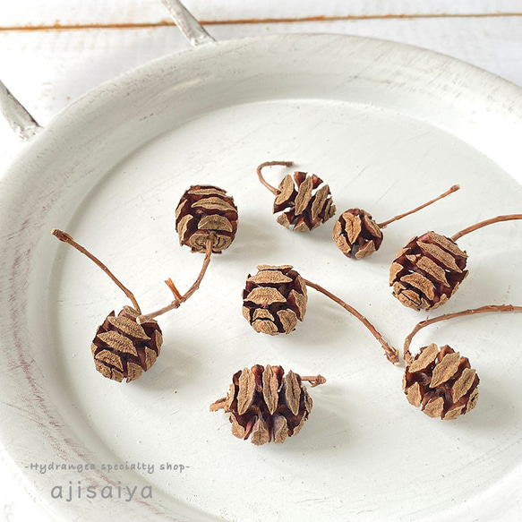 メタセコイアの実 ナチュラル その他素材 ちいさなあじさいや 通販