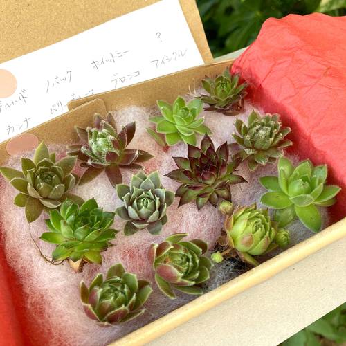 センペルビウム 色々 セット 多肉植物 多肉植物 GONZU 通販 センペルビウム 色々 セット 多肉植物 多肉植物 GONZU 通販