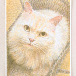 ペットの肖像画描きます〈彩色鉛筆画〉　オーダーメイド　ポストカードサイズ 11枚目の画像