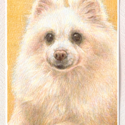 ペットの肖像画描きます〈彩色鉛筆画〉　オーダーメイド　ポストカードサイズ 7枚目の画像