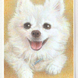 ペットの肖像画描きます〈彩色鉛筆画〉　オーダーメイド　ポストカードサイズ 2枚目の画像
