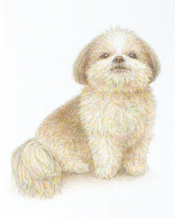 ペットの肖像画描きます〈彩色鉛筆画〉　オーダーメイド　ポストカードサイズ 5枚目の画像