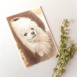 ペットの肖像画描きます〈彩色鉛筆画〉　オーダーメイド　ポストカードサイズ 19枚目の画像