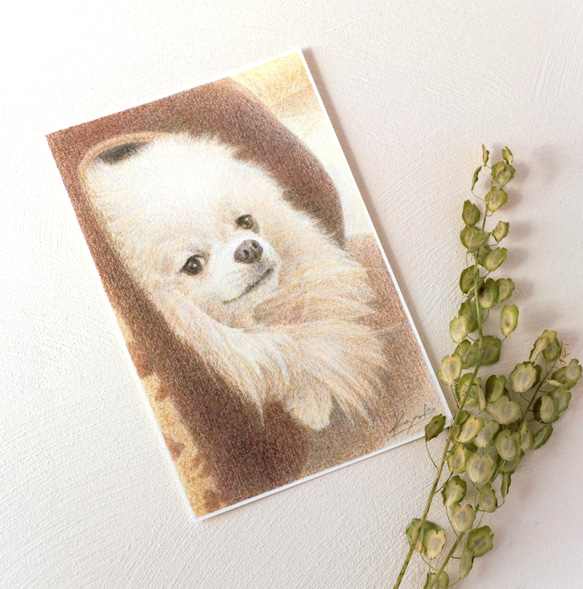 ペットの肖像画描きます〈彩色鉛筆画〉　オーダーメイド　ポストカードサイズ 19枚目の画像
