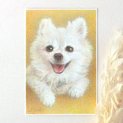 ペットの肖像画描きます〈彩色鉛筆画〉　オーダーメイド　ポストカードサイズ 1枚目の画像