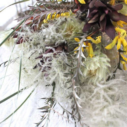 Sale!ラッピング無料❍スモークツリー・リューカ・カンガルーポーの