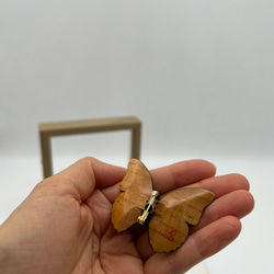 木製蝶々標本ブローチ【スミナガシ】 5枚目の画像