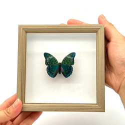 木製蝶々標本ブローチ【スミナガシ】 1枚目の画像