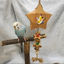 【小鳥用おもちゃ】クラフトボックス　星　いろがみ(カラー) 1枚目の画像