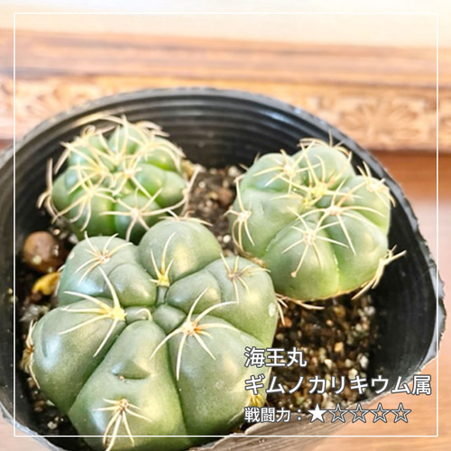 海王丸（カイオウマル）】ギムノカリキウム属 サボテン 花サボテン