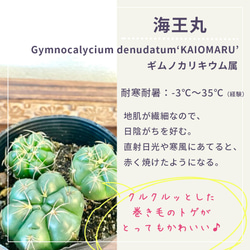 【海王丸（カイオウマル）】ギムノカリキウム属 サボテン 花サボテン 多肉植物 苗 観葉植物 グリーンインテリア 夏 2枚目の画像