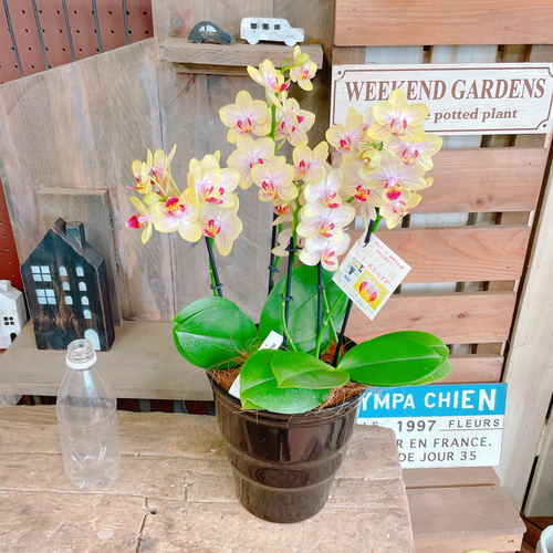 現品ラスト♡【カワイイお色の素敵な胡蝶蘭】陶器鉢入り♡贈り物