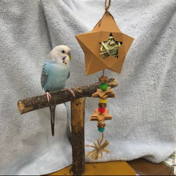 【小鳥用おもちゃ】クラフトボックス　星　チモシー（カラー） 1枚目の画像