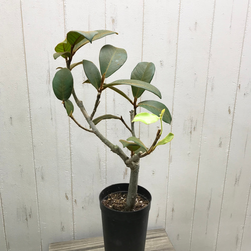 朴仕立て 希少！ フィカス ベルベット 3.5-4号ロング鉢 その他