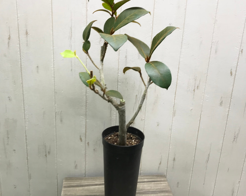 517dd80e461d5c2453ba806564adf0