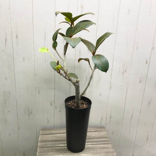 (超希少)フィカス ベルベット大株 希少 ゴムの木 フィカス ベルベット | PLANTS SHOP OLIVE