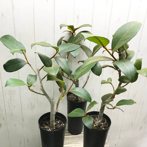 朴仕立て 希少！ フィカス ベルベット 3.5-4号ロング鉢 その他