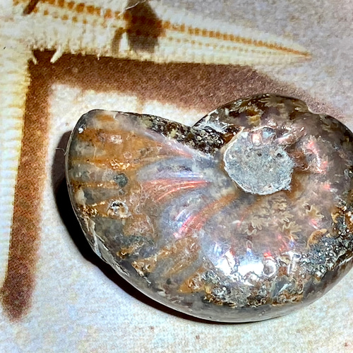 虹入り【希少】オパール アンモナイト 化石 天然石 東洋占星術師の娘