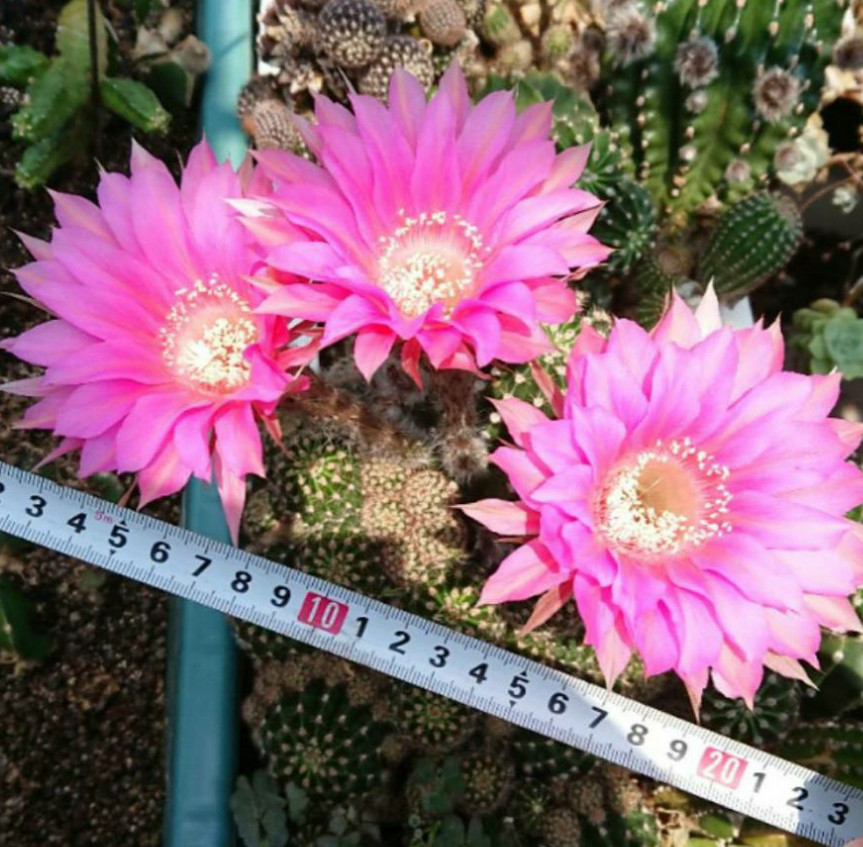2番花？花サボテン - さぼてん・多肉観察日記