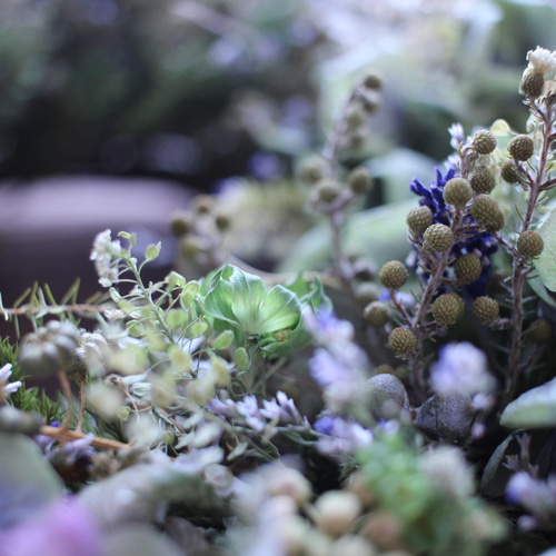 紫陽花とナズナの夏草リース✳︎ドライフラワー◎25センチ